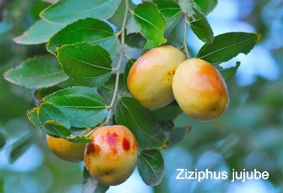 Ziziphus jujube Ziziphus jujube